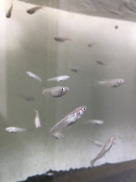 白メダカお譲りします 東京都 熱帯魚 観賞魚の里親募集 ペットのおうち 月間利用者150万人