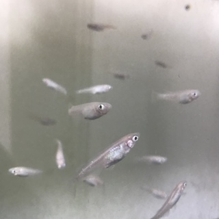 白メダカお譲りします