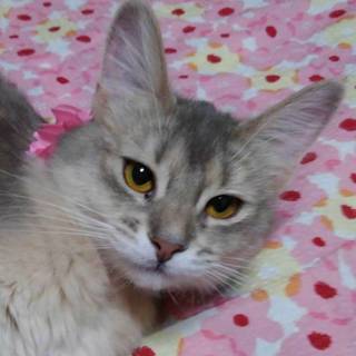 【4/13東日本橋】ソマリ美猫♡ムーンちゃん