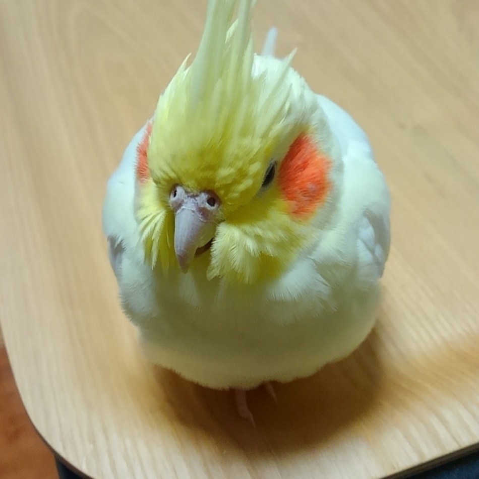 ちぃのカバー写真