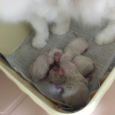 2015年♡感動の初産❀.(*´◡`*)❀.