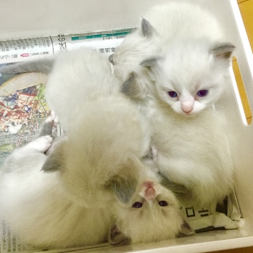 2015年♡元気に愛らしく成長する子猫たち(⑅•ω•⑅)