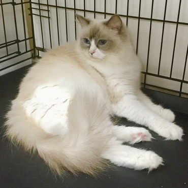 2016年♡お引越し後の不機嫌なお顔（´｡~ω~｡｀）