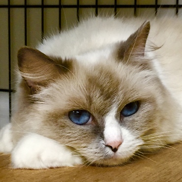 2016年♡やはりお引越し後は暫く不機嫌です…(๑•﹏•๑*)