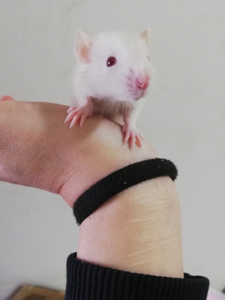 ラット サムネイル2