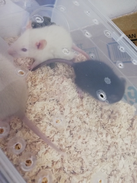 ラット サムネイル3