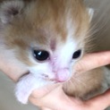 茶白の子猫ちゃん