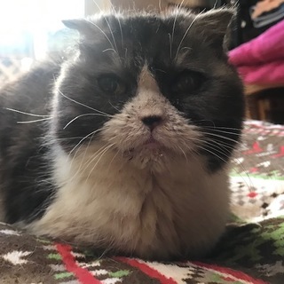 スリスリなスコティッシュのおばあちゃんです