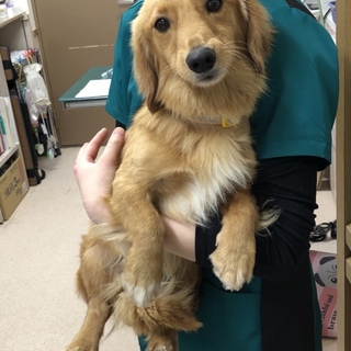 ダックスミックスのクク君★