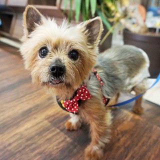 【シニア世代の方必見！】甘えたで可愛いヨーキー♬