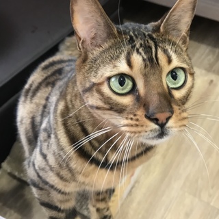 人なつこくておやつ好きのベンガルです