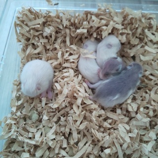 ロングヘアー・キンクマ赤ちゃんの里親さん募集