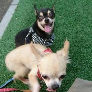 極小チワワのヤマト