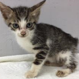 譲渡されました。