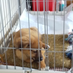 「行動範囲拡大」サムネイル1