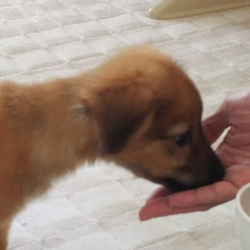 「行動範囲拡大」サムネイル2