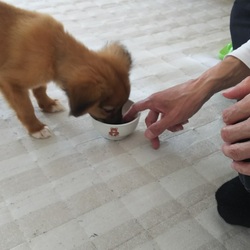 「行動範囲拡大」サムネイル3