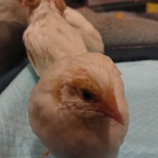 姫ウズラ 白姫 ３羽