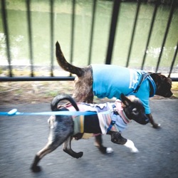 「散歩1kmできました^∂v∂^ 」サムネイル2