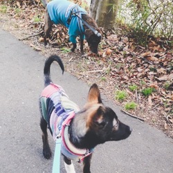 「散歩1kmできました^∂v∂^ 」サムネイル3