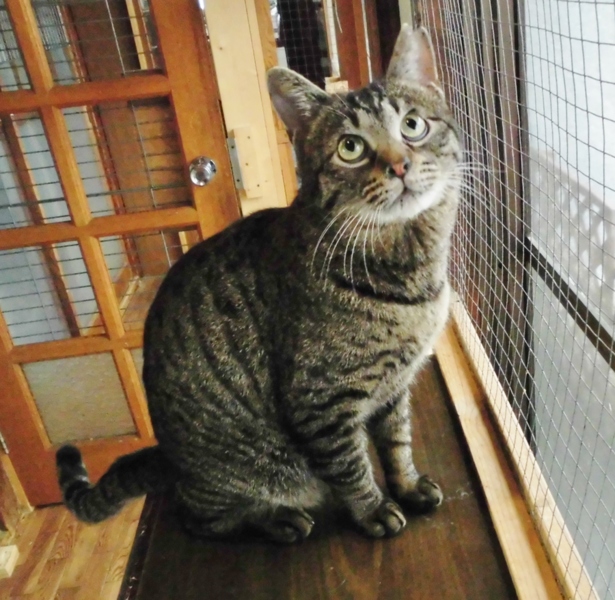 成猫の良いとこ取り☆ダンパー」埼玉県 - 猫の里親募集(256069