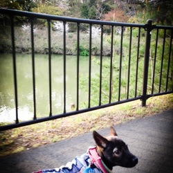 散歩1kmできました^∂v∂^ 