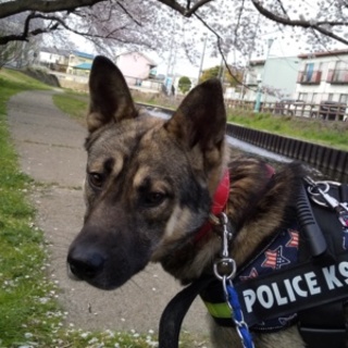 トライアル中です