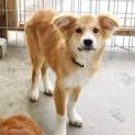 土日見学可  生後4か月5キロ仔犬 去勢手術済