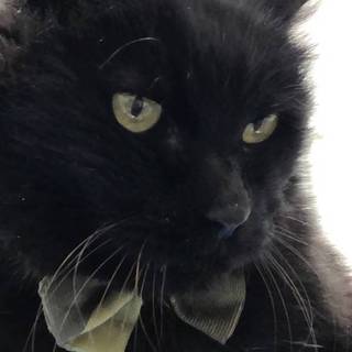 【4/13東日本橋】穏やかなヒーリングキャット♡