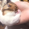 とっとこぐくたん
