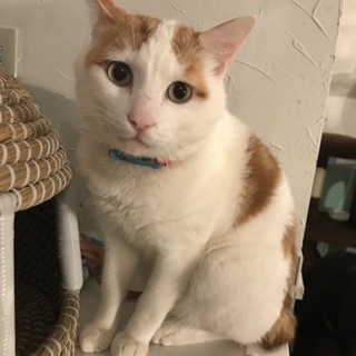 おっとりまろ猫！