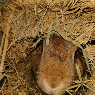 ペッツクラブさんへ移送しましたありがとうございまず