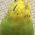 セキセイインコ里親募集中です