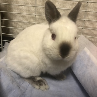 再度掲載 ネザーランドドワーフ1歳の男の子です