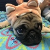 お姉ちゃんに変なのつけられた