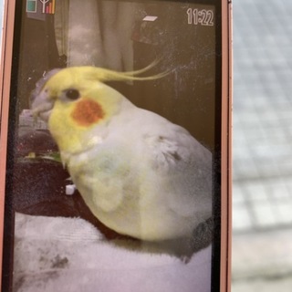 １０歳のオカメインコ　