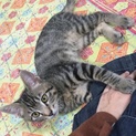 無事里親さんが決まりました。ありがとうございます。