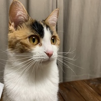 かぼす