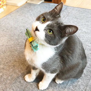 2018.5月生まれ！グレーのハチワレ☆サクタロウ