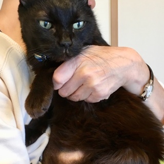 抱っこ大好き、甘えん坊の黒猫のおとこの子