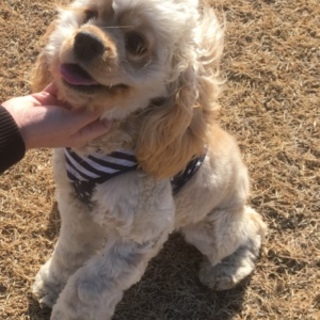 急募☆アメコカ1歳の男の子です！