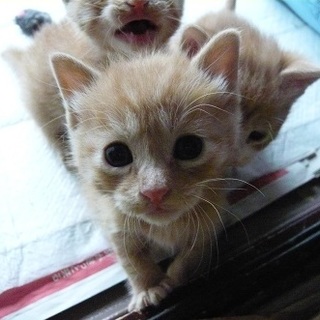 生後3～4週位の茶トラちゃんです。