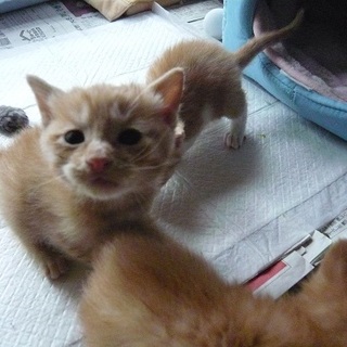 生後3～4週位の茶トラ君です。