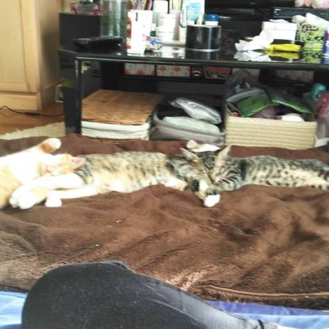 たくみか0217のカバー写真