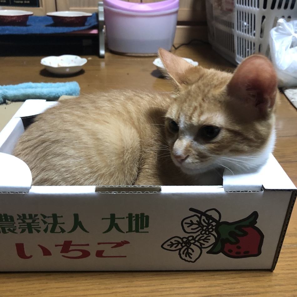 マルケスのカバー写真