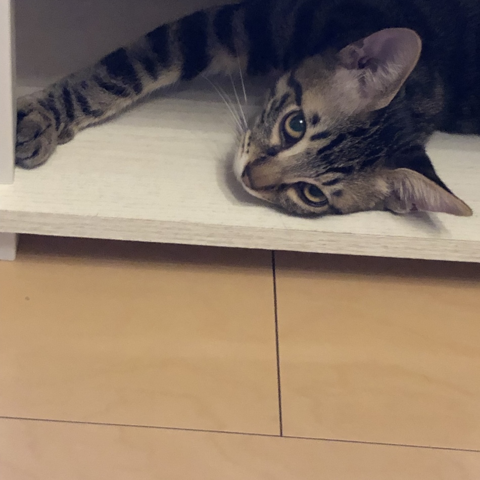 みぃたのカバー写真