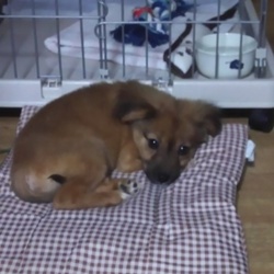 「慣れてきました！」サムネイル1