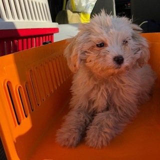 トイプードルとマルチーズのミックス メス 4ヶ月