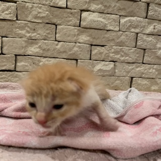 茶トラちゃん  雄  生後2〜3週間