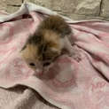 生後2〜3週間  雌  三毛猫  子猫